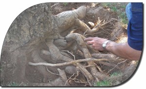 tree management 6
