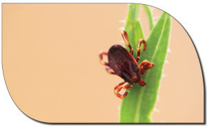 tick logo