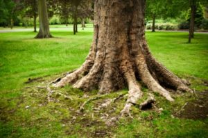 Exposed Tree Roots above the soil