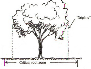Tree Maintenance 1
