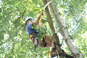 Tree Maintenance 2