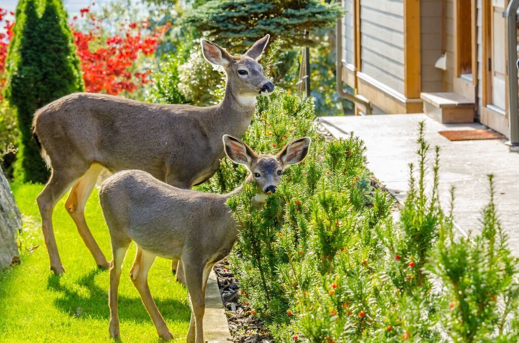 deer hiding in tree, feeding on tree, protect trees from deer damage now 2