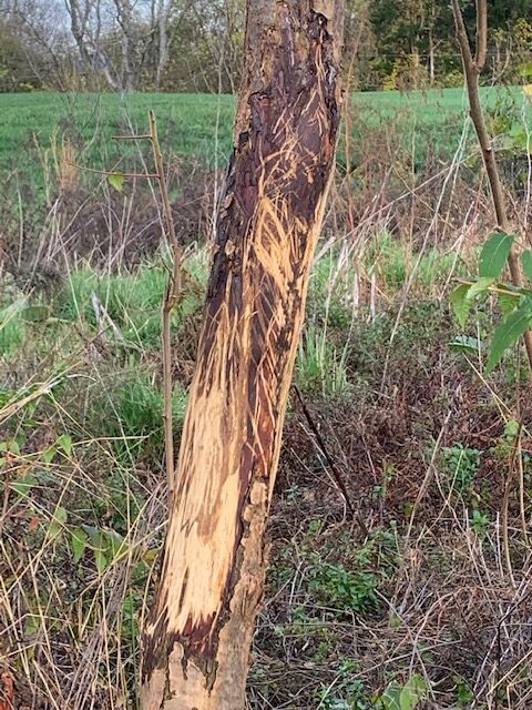 protect trees from deer antler rubbing