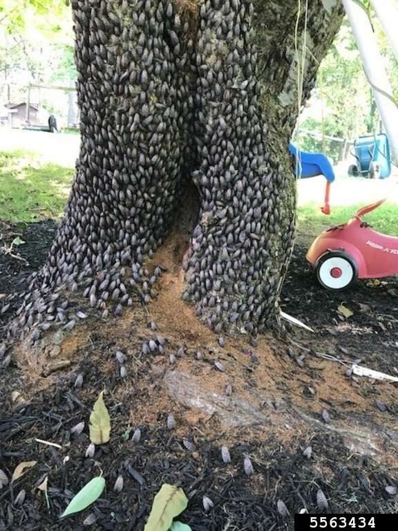 Hundreds of adult spotted lanternflies on an infested tree.