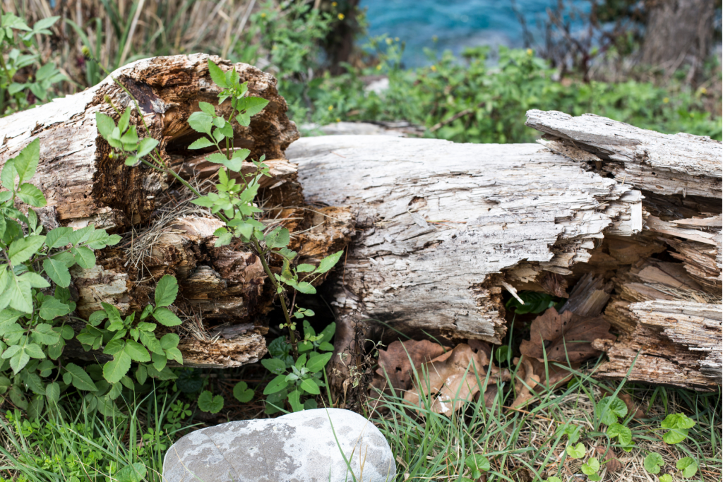 Decaying wood in a forest with plants growing on it.