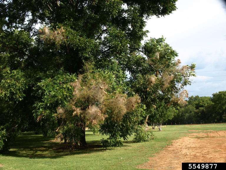 Tree with nests on the tips of the branches