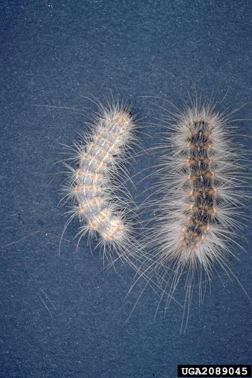 Two fall webworms beside each other. The left on is white with yellow spots. The right one is black with orange/red spots.