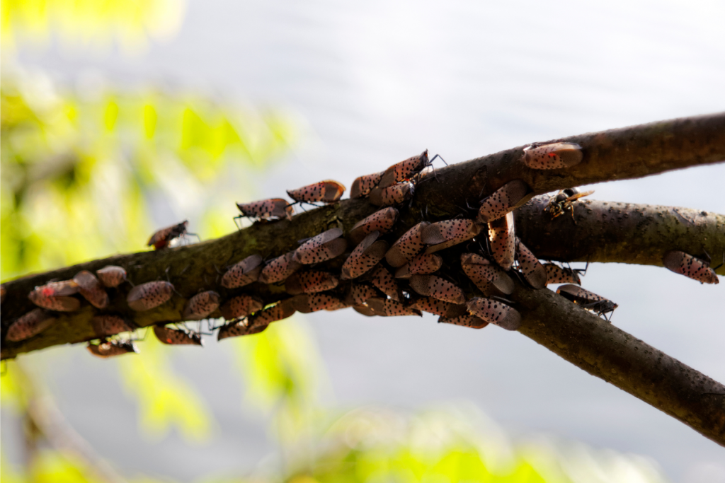 Branch infested with adult spotted lanternflies.