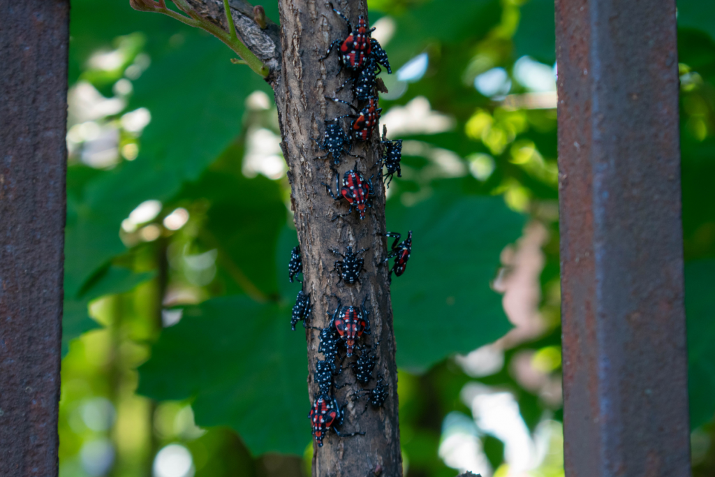 Spotted lanternfly nymphs on a branch.