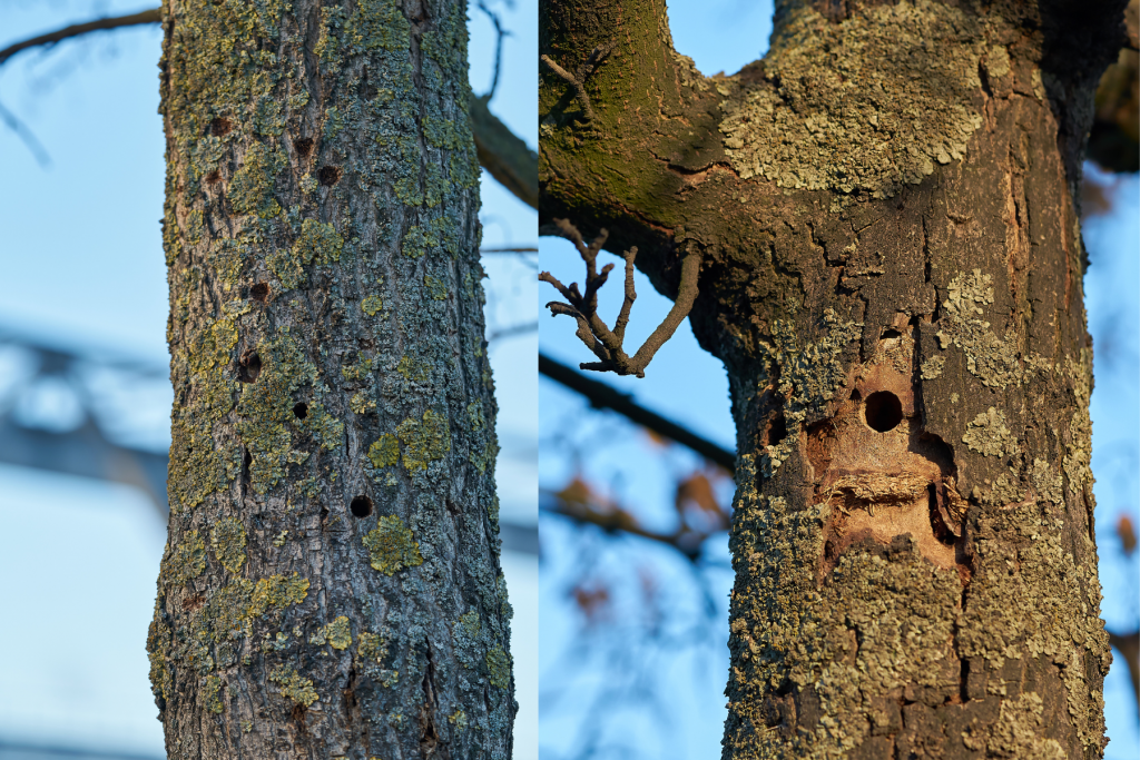 Holes caused by thebeetle.