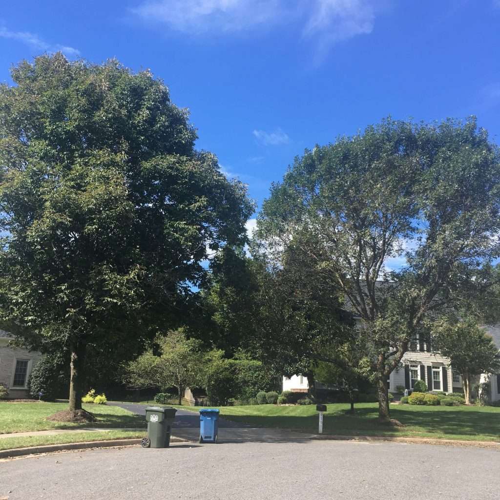 A dying untreated ash tree next to a treated healthy ash tree.
