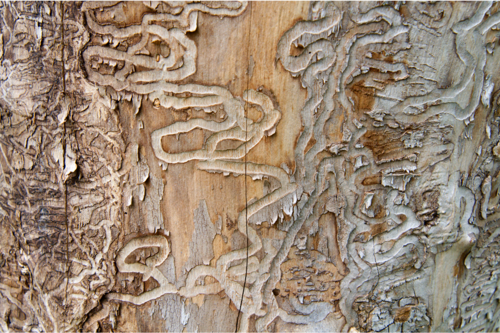 S-Shaped galleries of EAB larva.