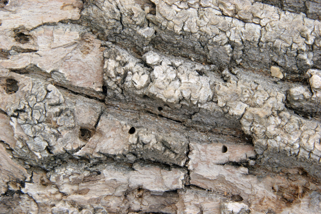 D-shaped holes in Ash Tree