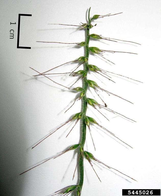 The sharp spikes on wavyleaf basketgrass.