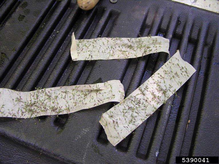 Three strips of duct-tape covered in wavyleaf basketgrass seeds.