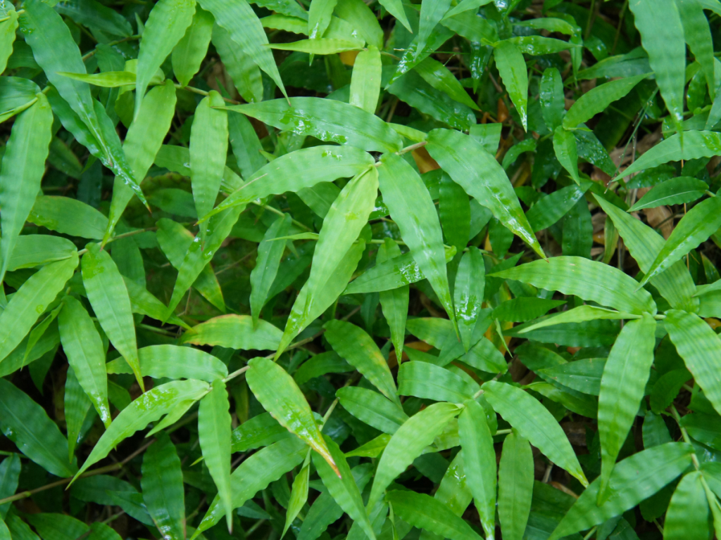 Wavyleaf basketgrass leaves.
