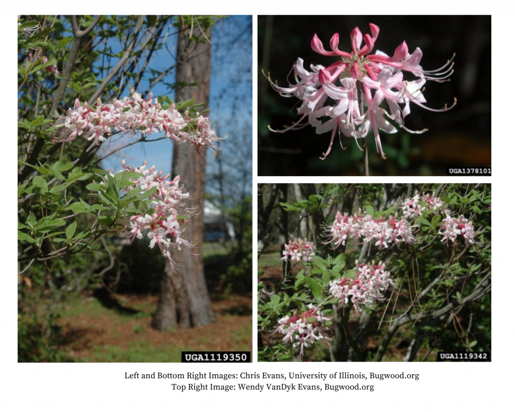Native Piedmont Azaleas