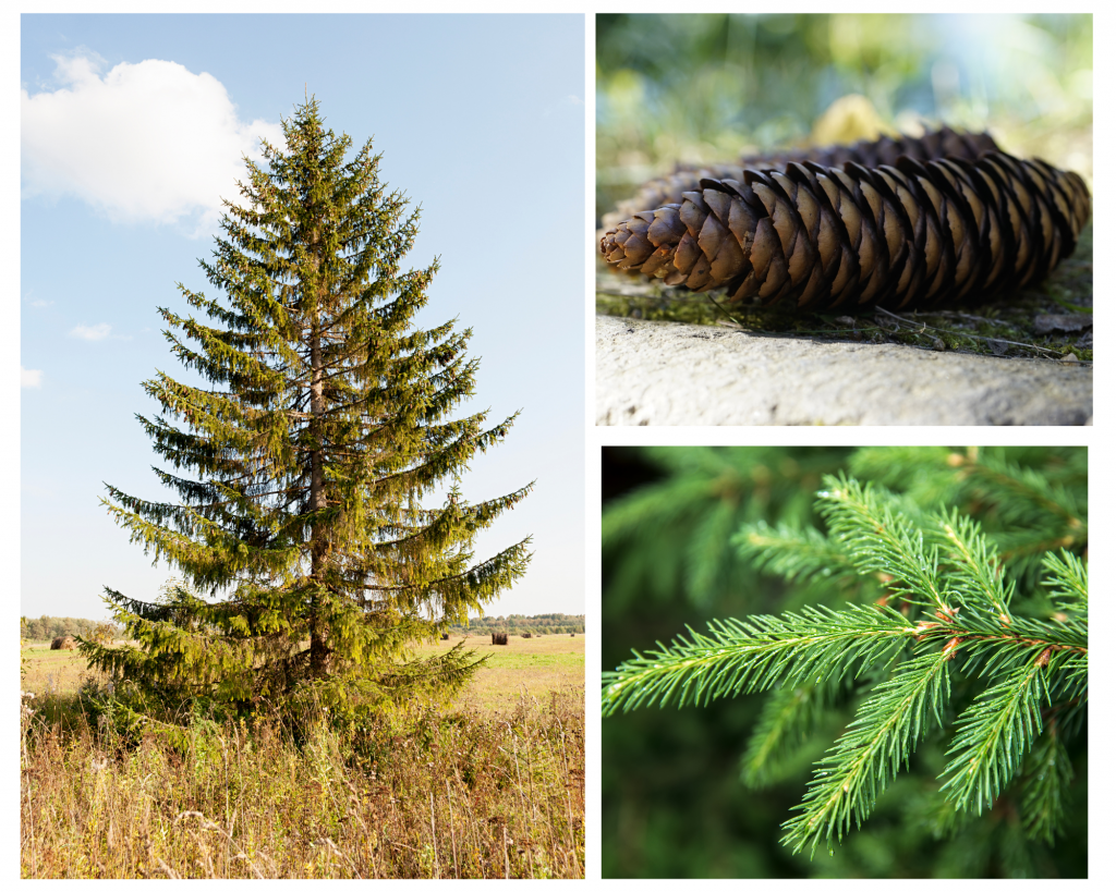 Native red spruce tree.