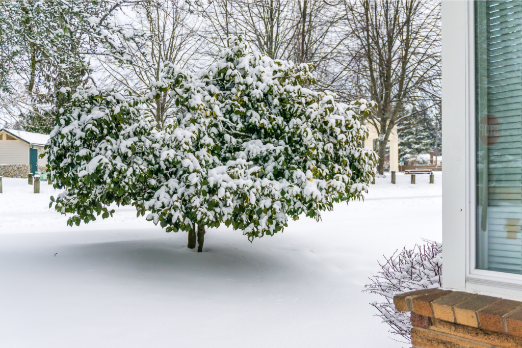 A snowy yard with a small tree in the middle, which is also covered in snow.